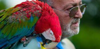 Parrot Day, la giornata che celebra i pappagalli