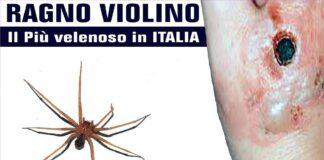 Paura ragno violino mortale in Italia, focolai a Roma