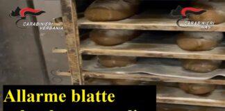 Allarme blatte colombe pasquali, fare massima attenzione