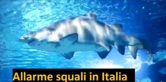 Allarme squali in Italia, ecco dove